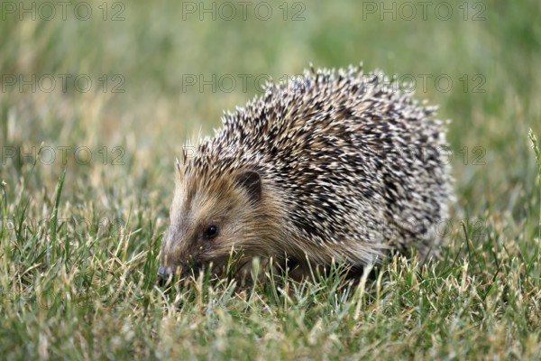 Brown-breasted hedgehog (Erinaceus europaeus), adult, during the day, foraging, meadow, Ellerstadt,