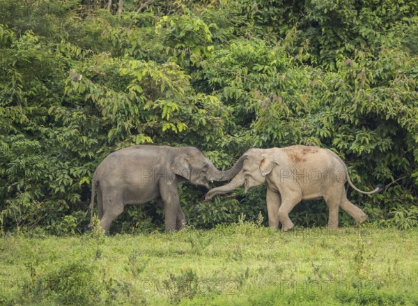 Indian elephants (Elephas maximus indicus), Khiri Khan, Hua Hin, Kui Buri National Park, Thailand,