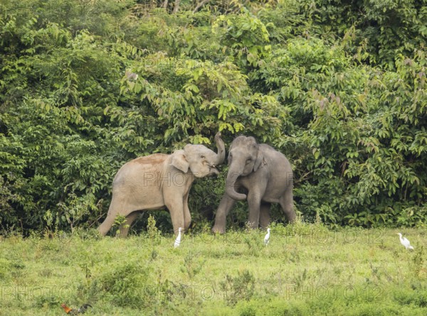 Indian elephants (Elephas maximus indicus), Khiri Khan, Hua Hin, Kui Buri National Park, Thailand,