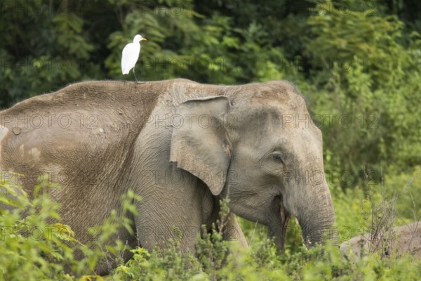 Indian elephants (Elephas maximus indicus), Khiri Khan, Hua Hin, Kui Buri National Park, Thailand,