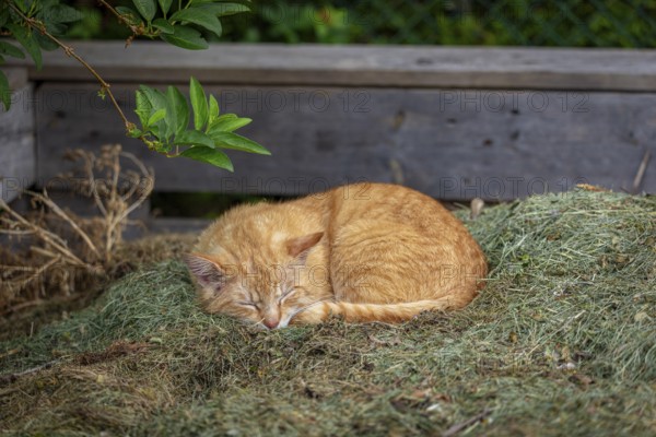 Relaxed red felidae (Felis catus) dozing on a pile of hay under green leaves, Ternitz, Lower