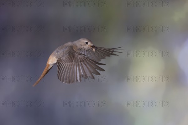 Common redstart (Phoenicurus phoenicurus), female approaching the nest with food in her beak, North