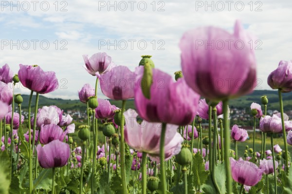 Opium poppy (Papaver somniferum), opium poppy field, Erlenbach, near Heilbronn, Baden-Württemberg,