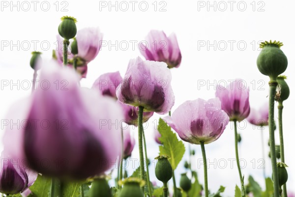 Opium poppy (Papaver somniferum), opium poppy field, Erlenbach, near Heilbronn, Baden-Württemberg,