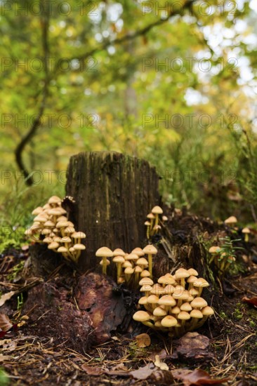 Sulphur tuft (Hypholoma fasciculare) mushrooms on an old tree trunk in a forest, Bavaria, Germany,