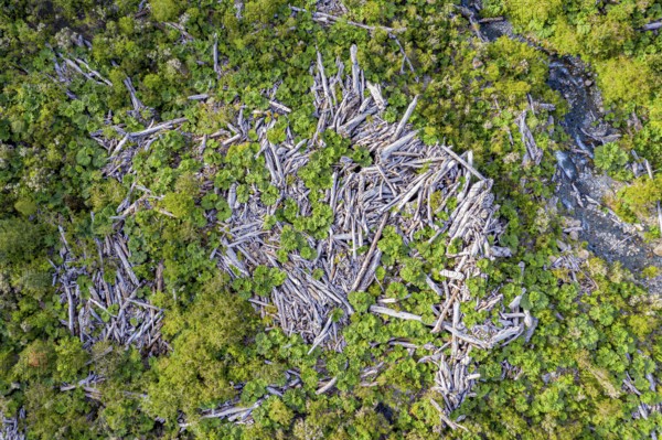 Dead trees in a forest, on the slope of the Chaiten volcano, destroyed by volcanic eruptions, Park