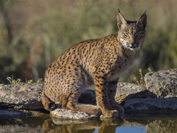 Iberian lynx (Lynx pardinus), drinking water at the waterhole, Hides De Calera / Lynx Hide, Calera