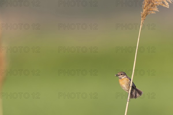 Stonechat, (Saxicola torquata), foraging, female, Eich, Rhineland-Palatinate, Germany, Europe