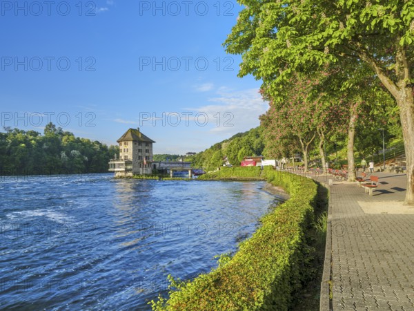 Schlössli Wörth am Rheinfall, chestnut blossom, Neuhausen, Canton Schaffhausen, Switzerland, Europe