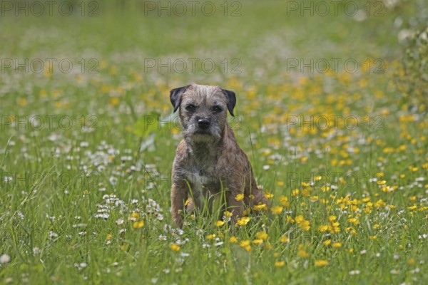Border Terrier