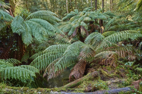 Nature landscape of the forest in the Great Otway National Park in spring, Australia, Oceania