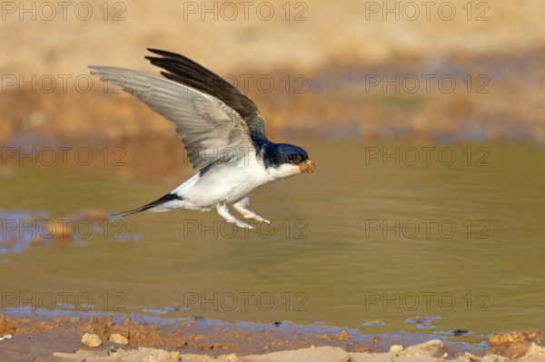House Martin, Town Swallow, common house martin (Delichon urbica), Lesbos, Lesbos Island, Greece,