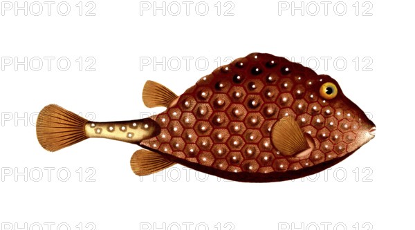 Fish, Fish, Genus marine ray-finned fish, Ostracion triqueter, Lactophrys triqueter, Spikeless