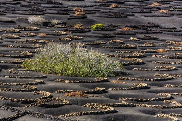 2016, La Geria, Lanzarote, La Geria, ESP, Spain, Canary Islands, Canary Islands, Atlantic Ocean,