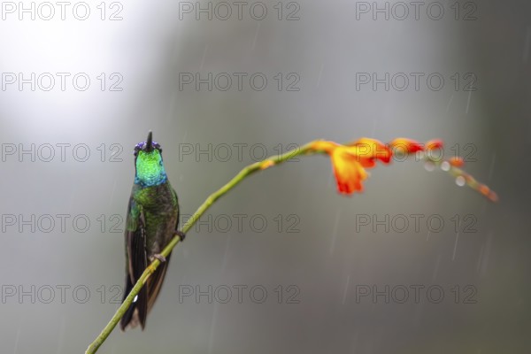 Fire-throated Hummingbird (Panterpe insignis), Hummingbird (Trochilidae), Swiftbirds (Apodiformes),