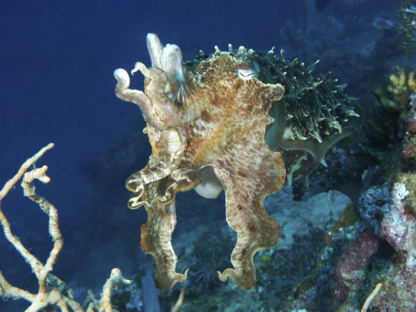 Broad-armed sepia (Sepia latimanus) swimming near a coral reef in blue water, dive site Close