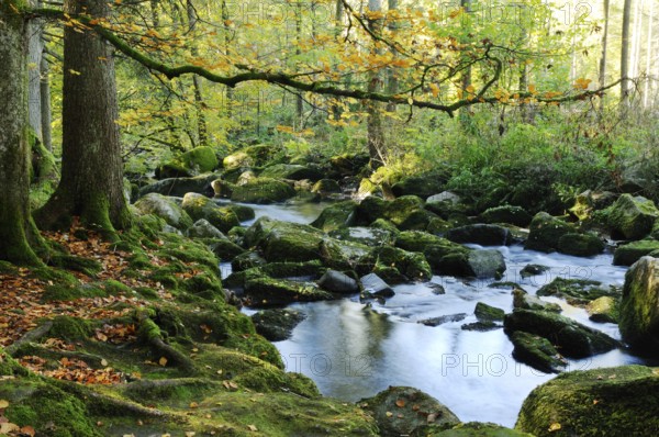 Quiet river in a mossy autumn forest with hanging branches and falling leaves, Saußbach, Bavarian