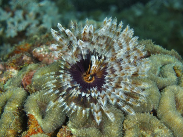 Tube worm (Sabellastarte) with colourful, spreading patterns Feathered animal in coral under water,