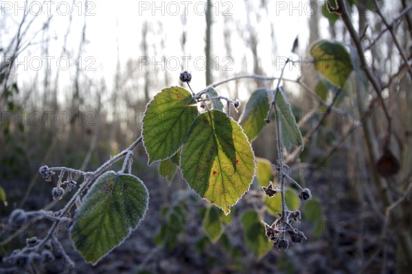 Blackberry (Rubus), Leaf, Winter, Frost, The leaves of a blackberry are covered with ice and are