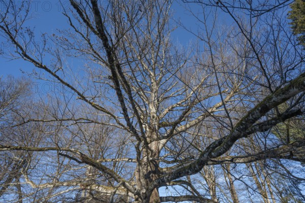 Centenarian, dying copper beech (Fagus sylvatica), Bavaria, Germany, Europe