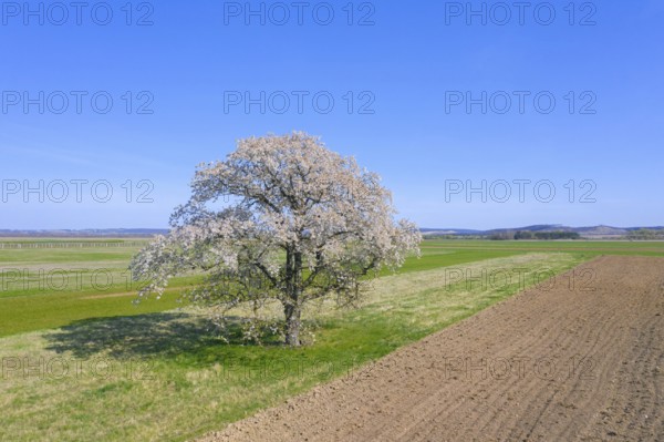 Wild cherry, sweet cherry, gean (Prunus avium, Cerasus avium) solitary fruit tree flowering in