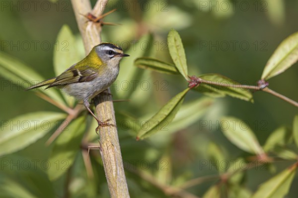 Goldcrest, Regulus ignicapillus, Luce, Mountain area, Luce, Styria, Slovenia, Europe