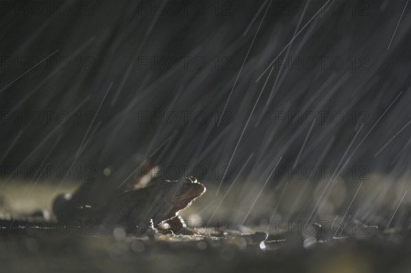 Common toad (Bufo bufo), two males, in the rain, on the way to the spawning waters, evening, toad