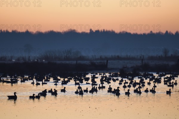 White-fronted goose (Anser albifrons), geese at roost, shortly in front of departure, in front of