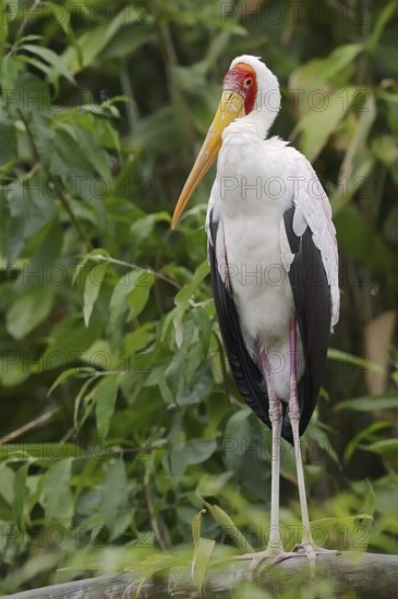 African yellow-billed stork (Mycteria ibis), captive, occurrence in Africa