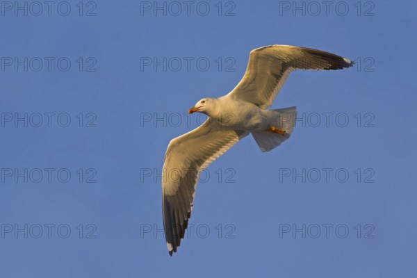 Herring gull, (Larus fuscus), aerial photograph, Heligoland, Schleswig-Holstein, Federal Republic