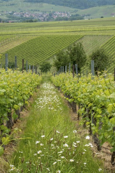 Vineyards in spring, rows of vines, marguerites (Leucanthemum), Southern Palatinate, Palatinate,
