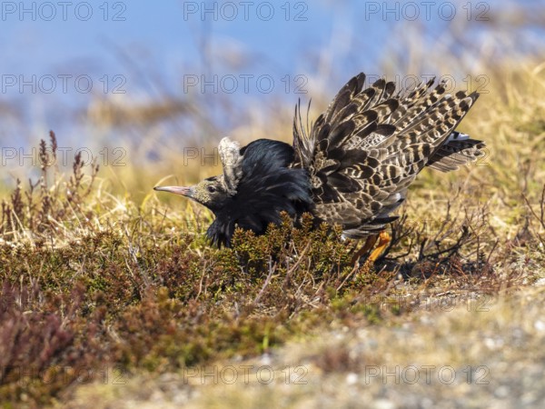 Ruff (Calidris pugnax) male in breeding plumage displaying at lek, Pokka, Finnish Lapland
