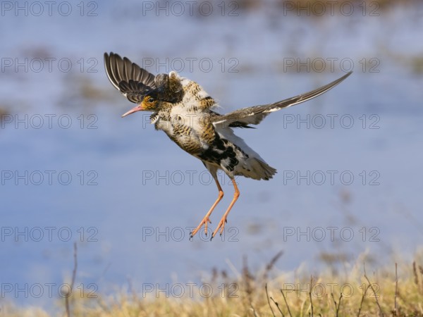 Ruff (Calidris pugnax) male in breeding plumage displaying at lek, jumping up in the air, Pokka,