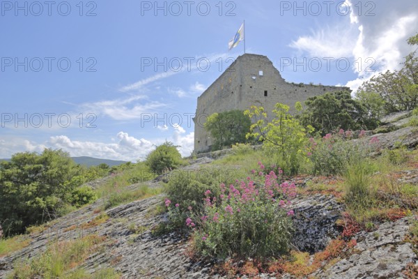 Castle with flag on rocks and Red valerian, Vaison-la-Romaine, Vaucluse, Provence, France, Europe