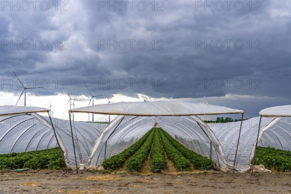 Agriculture, large areas with foil tunnels, for the cultivation of strawberries, wind farm, south