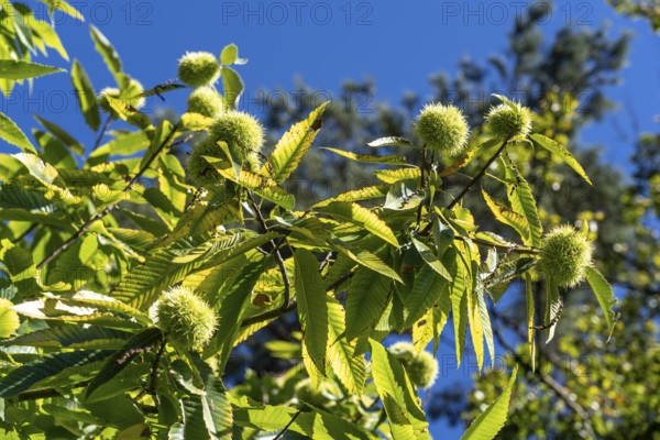 Fruits of the sweet chestnut, in the Haard forest area, in the northern Ruhr region, bordering the