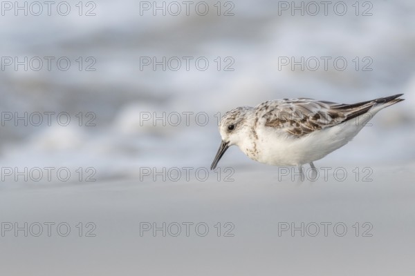 Sanderling (Calidris alba) feeding on a beach. Camaret sur mer, Crozon, Finistere, Brittany,