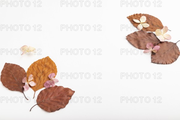 Composition with yellow and brown beech autumn leaves and hydrangea flowers, mockup on white
