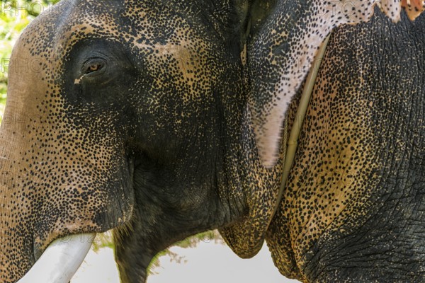 Asian elephant (Elephas maximus), Thai, Thai, Asian, trunk, animal, mammal, animal park, ivory,