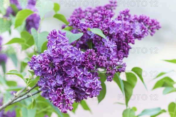 Blooming lilac in the botanical garden in spring