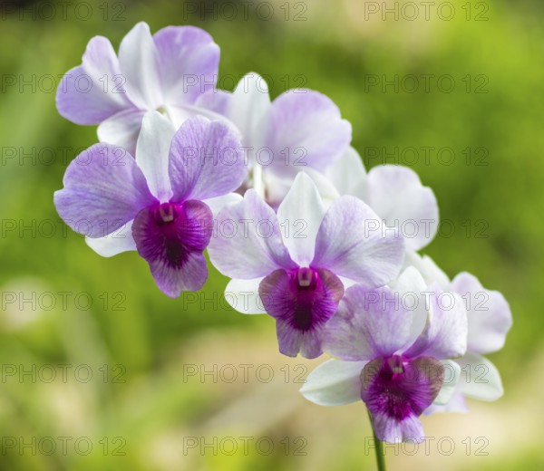 Pink with purple and white orchid flowers in the botanical garden