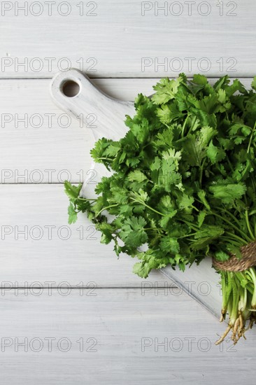 Bunch of fresh Cilantro, on a white wooden table, close-up, top view, no people
