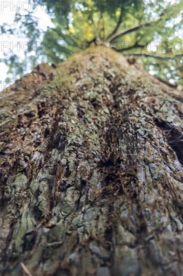 Sequoia (Sequoioideae), tree trunk, bark, nature, tree, plant, old, Piesberg, Osnabrück, Germany,