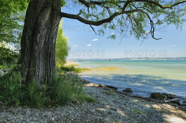 Tree provides shade on the beach near Lake Constance, Altnau in the canton of Thurgau, Switzerland,