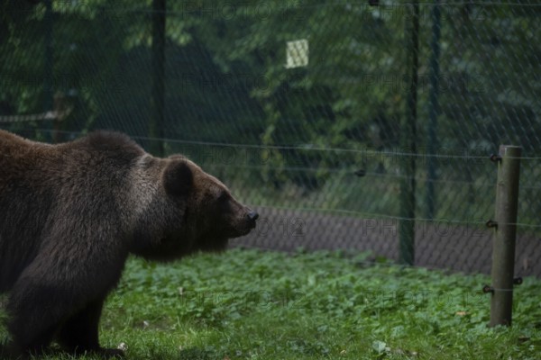 Brown bear, Müritz Bear Park, protection centre for brown bears from zoos, circuses and private