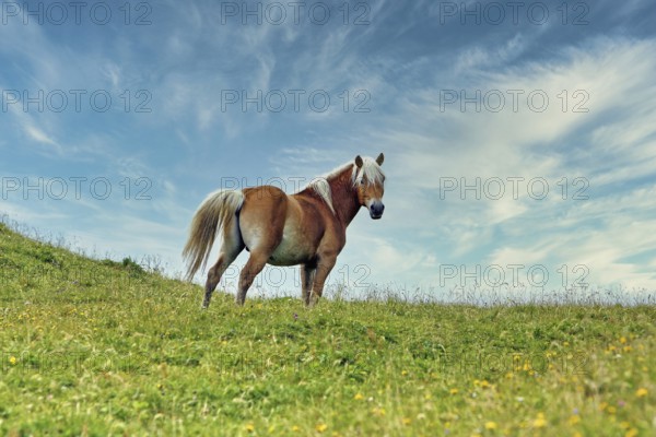 Haflinger, Ebbs, Tyrol, Austria, Europe, KI generated, Europe