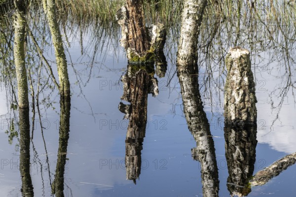 Moorland, rewetting, dead birch trees (Betula pendula), Emsland, Lower Saxony, Germany, Europe
