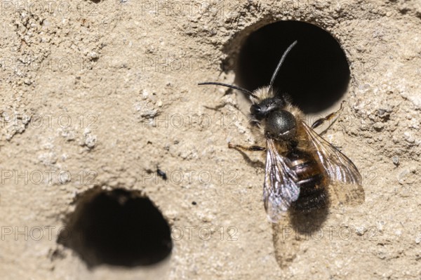 Rusty red mason bee (Osmia bicornis), Emsland, Lower Saxony, Germany, Europe