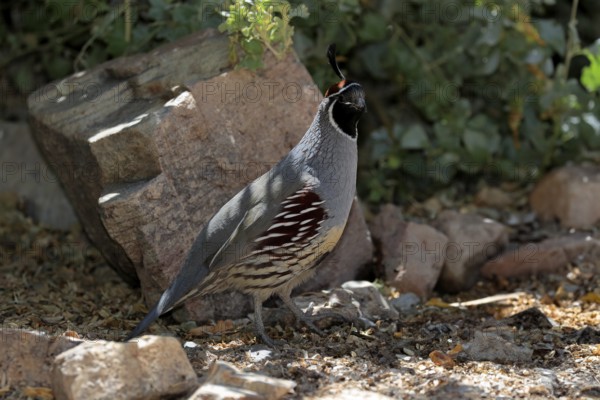 Gambel's quail (Callipepla gambelii), adult, male, alert, Sonoran Desert, Arizona, North America,
