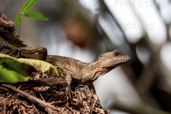 Common basilisk (Basiliscus basiliscus) adult female, Osa Peninsula, Puntarena Province, Costa